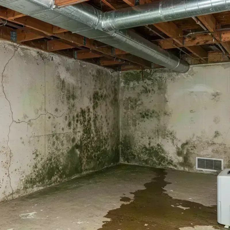 Professional Mold Removal in Orofino, ID